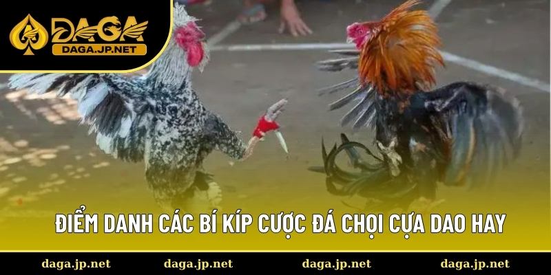 Tổng hợp những mẹo cược đấu gà cựa dao