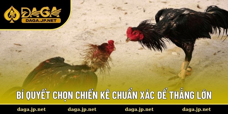 Bí quyết chọn chiến kê chuẩn xác để thắng lớn