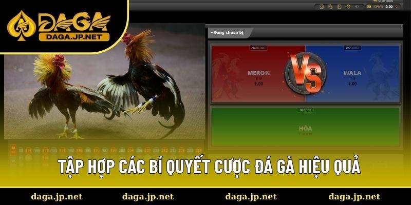 Chia sẻ các mẹo cược đá gà thắng lớn dễ dàng
