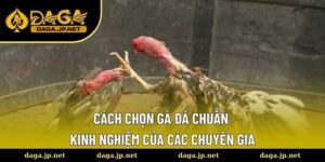Cách chọn gà đá chuẩn