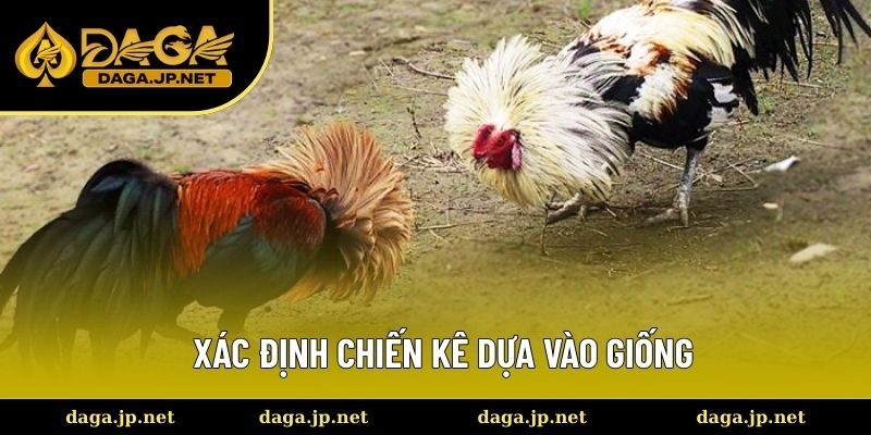 Sư kê dựa vào giống nòi để lựa chọn