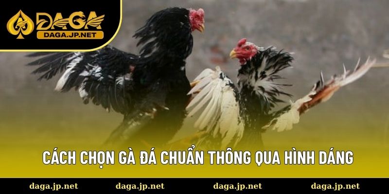 Cách chọn gà đá chuẩn nhất dựa vào hình dáng