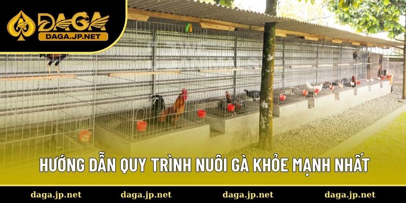 Bật mí cách nuôi chiến kê khỏe mạnh nhất