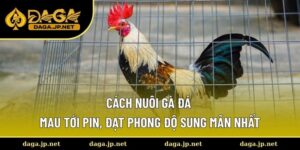 Cách nuôi gà đá