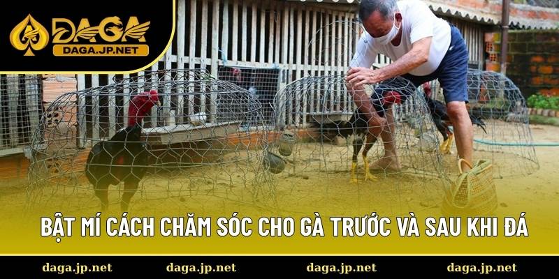 Chia sẻ mẹo chăm sóc chiến kê thi đấu