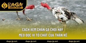 Cách xem chân gà chọi hay