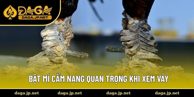 Tổng hợp các lưu ý khi xem vảy gà đá