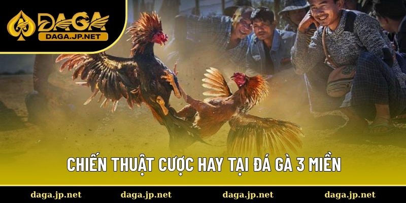 Chiến thuật cược hay cho đá gà 3 miền
