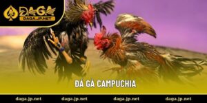 Đá gà Campuchia