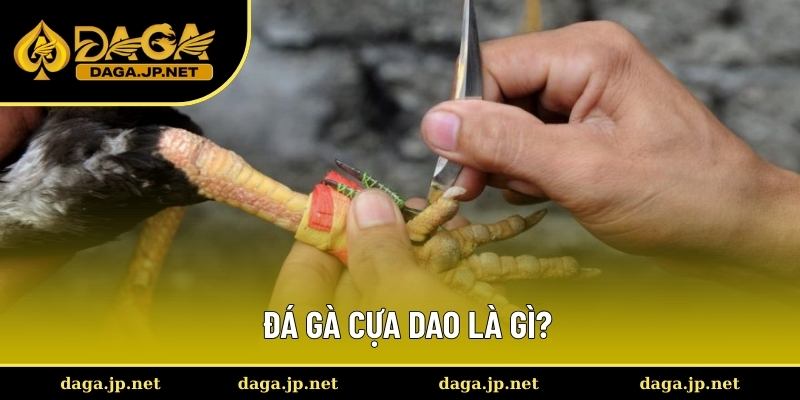 Định nghĩa về đá gà cựa dao