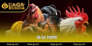 Đá gà Thomo