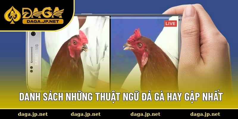 Tập hợp các thuật ngữ đá gà hay gặp