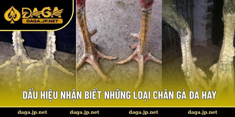 Tổng hợp những mẹo xem chân gà đá hay