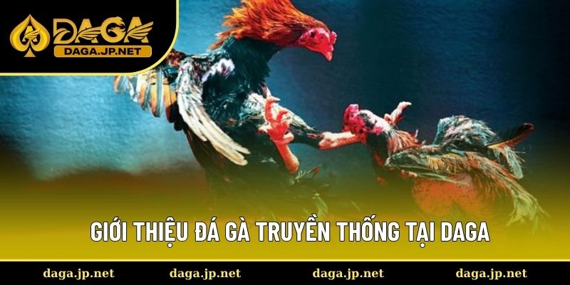 Giới thiệu bộ môn đá gà truyền thống tại Daga