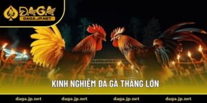 Kinh nghiệm đá gà thắng lớn