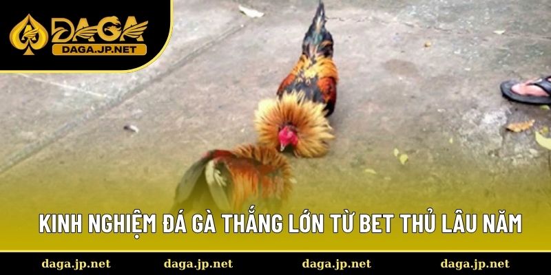 Kinh nghiệm đá gà thắng lớn từ bet thủ lâu năm