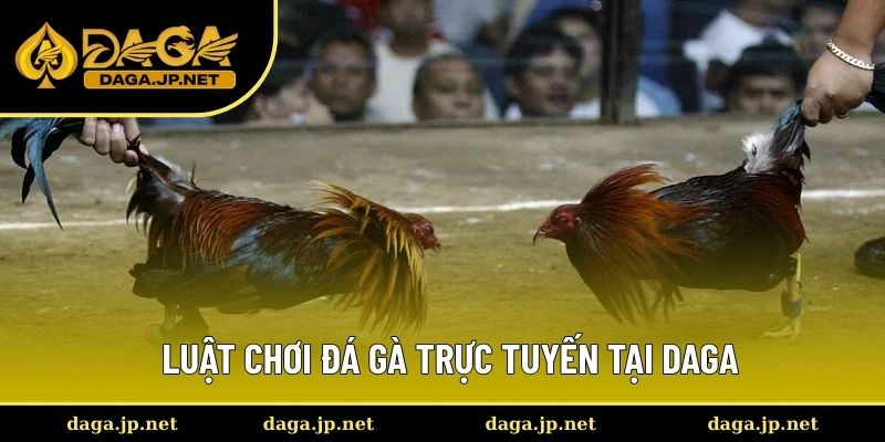 Luật chơi đá gà trực tuyến thú vị tại Daga
