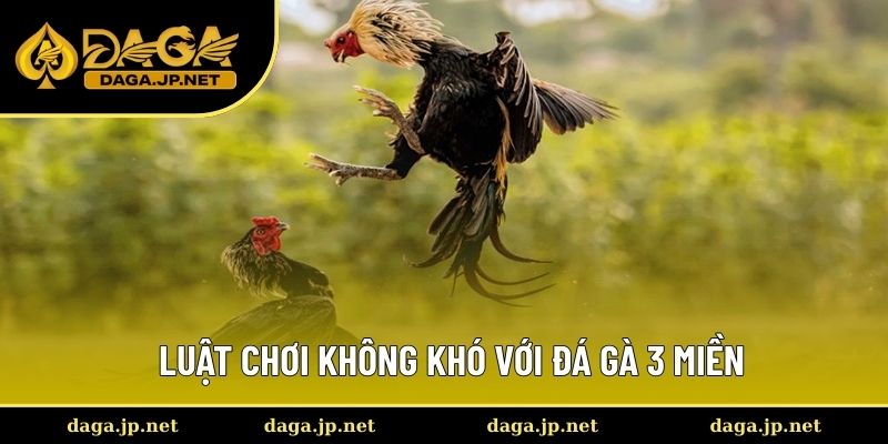 Luật tham gia không khó với những trận đá gà