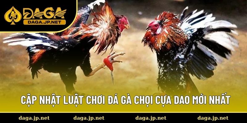 Chia sẻ quy tắc đấu chọi cựa dao mới nhất 2025