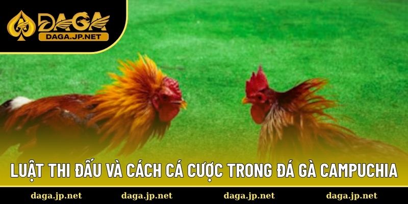 Luật thi đấu và cách cá cược trong đá gà campuchia