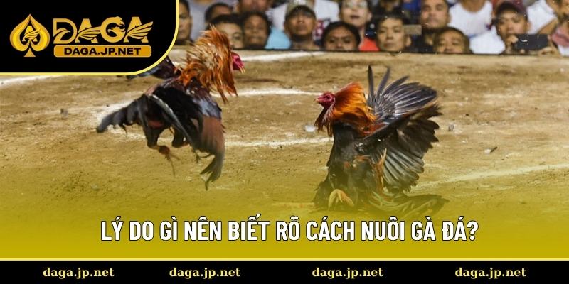 Lợi ích khi biết cách nuôi gà đá