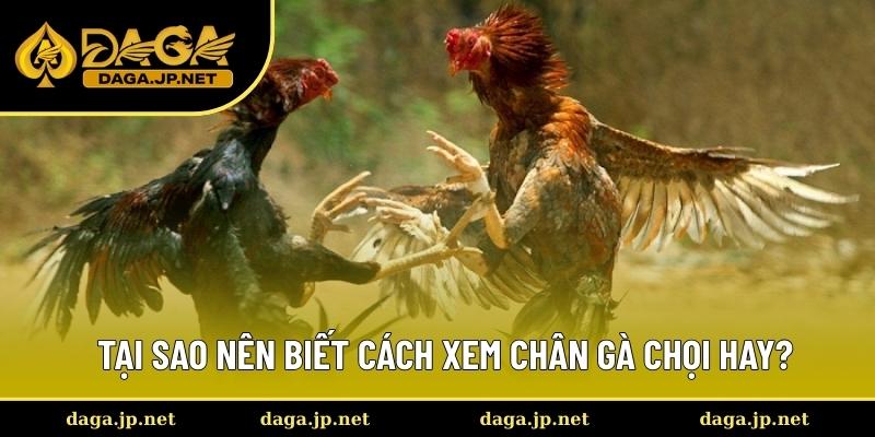 Lợi ích khi biết cách xem chân gà chọi hay