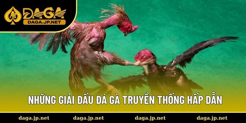 Những giải đấu đá gà truyền thống đang hot