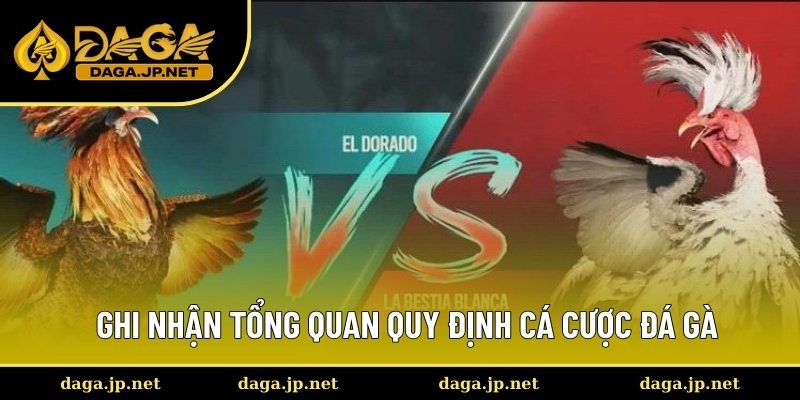 Ghi nhận tổng quan quy định cá cược đá gà