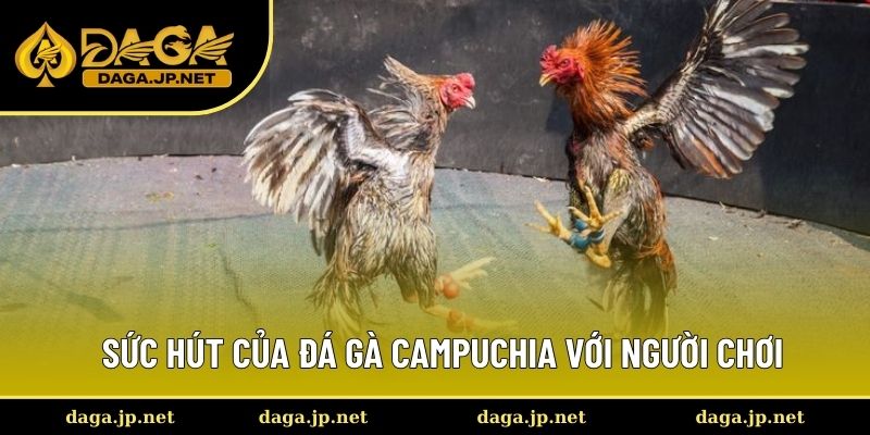 Sức hút của đá gà campuchia với người chơi