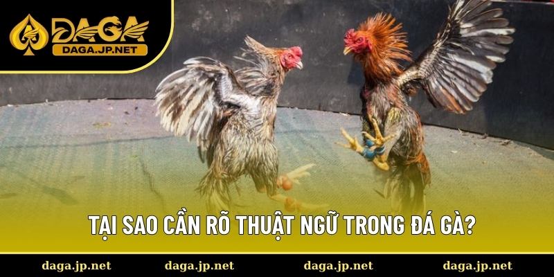 Lý do nên biết thuật ngữ trong đá gà