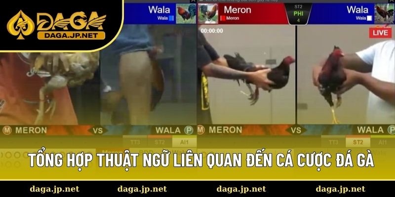 Những từ ngữ về cá cược đá gà