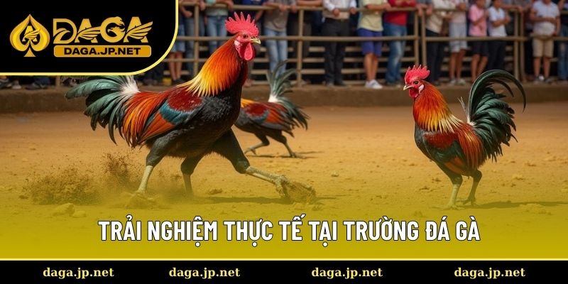 Trải nghiệm thực tế tại trường đá gà