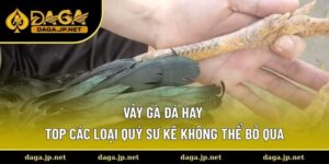 Vảy gà đá hay