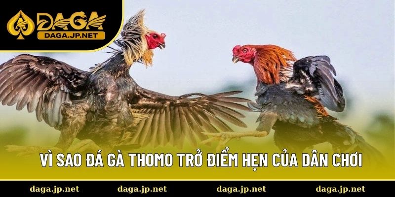 Vì sao đá gà thomo trở điểm hẹn của dân chơi